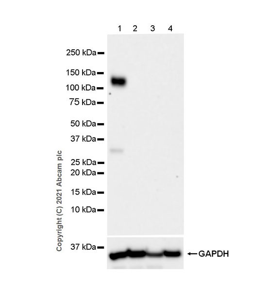 Western blot - Anti-Pan Trk antibody [EPR24009-335] (AB267830), expandable thumbnail