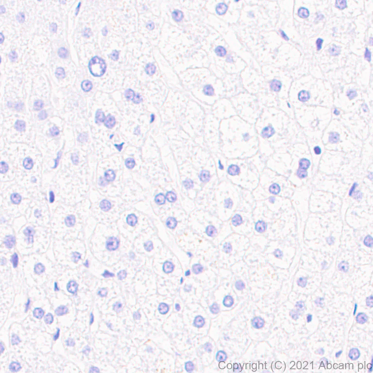 Immunohistochemistry (Formalin/PFA-fixed paraffin-embedded sections) - Anti-Pan Trk antibody [EPR24009-335] - BSA and Azide free (AB284409)