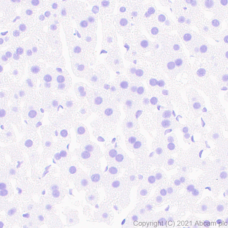 Immunohistochemistry (Formalin/PFA-fixed paraffin-embedded sections) - Anti-Pan Trk antibody [EPR24009-335] - BSA and Azide free (AB284409)
