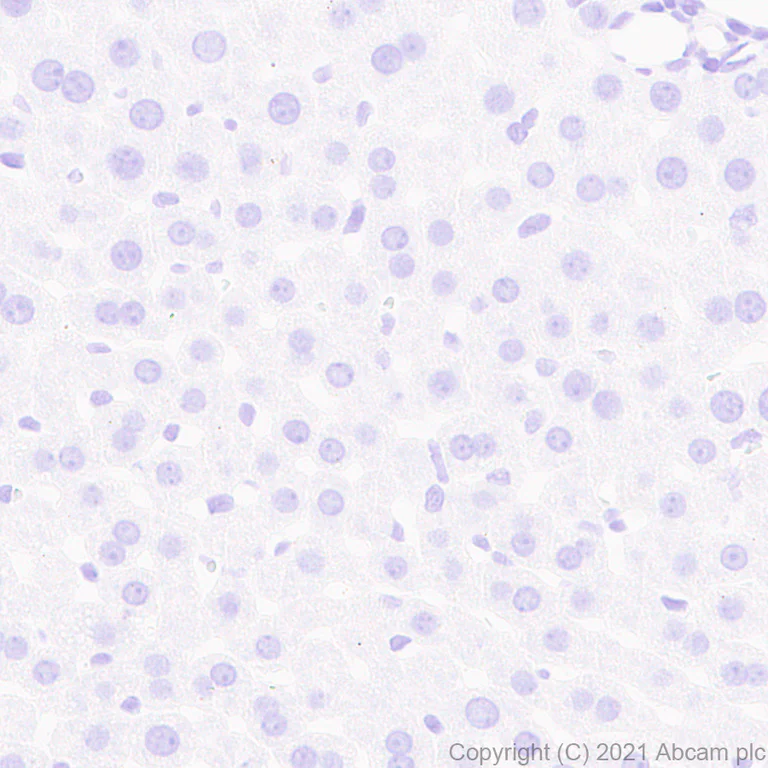 Immunohistochemistry (Formalin/PFA-fixed paraffin-embedded sections) - Anti-Pan Trk antibody [EPR24009-335] - BSA and Azide free (AB284409)
