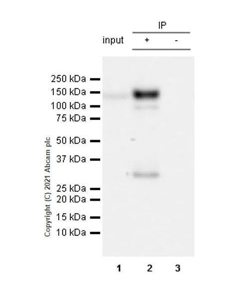 Immunoprecipitation - Anti-Pan Trk antibody [EPR24009-335] - BSA and Azide free (AB284409)