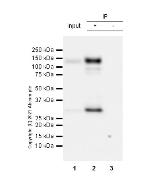Immunoprecipitation - Anti-Pan Trk antibody [EPR24009-335] - BSA and Azide free (AB284409)