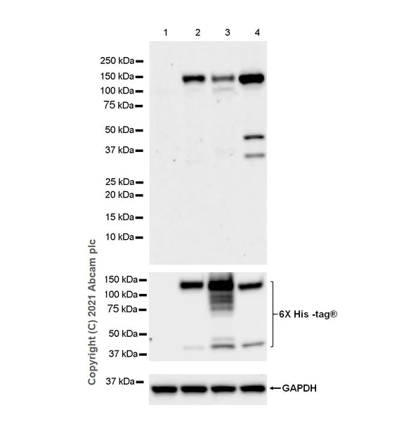 Western blot - Anti-Pan Trk antibody [EPR24009-335] - BSA and Azide free (AB284409)