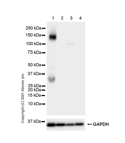 Western blot - Anti-Pan Trk antibody [EPR24009-335] - BSA and Azide free (AB284409)
