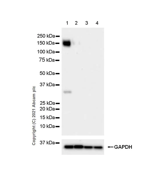 Western blot - Anti-Pan Trk antibody [EPR24009-335] - BSA and Azide free (AB284409)