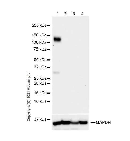 Western blot - Anti-Pan Trk antibody [EPR24009-335] - BSA and Azide free (AB284409)