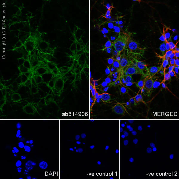 Immunocytochemistry/ Immunofluorescence - Anti-Pan Trk antibody [RM1032] - BSA and Azide free (AB314907)