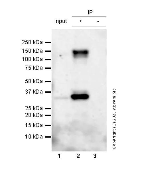 Immunoprecipitation - Anti-Pan Trk antibody [RM1032] - BSA and Azide free (AB314907)
