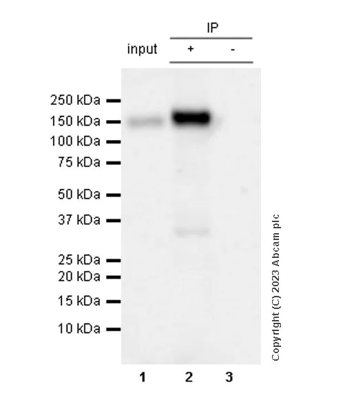 Immunoprecipitation - Anti-Pan Trk antibody [RM1032] - BSA and Azide free (AB314907)