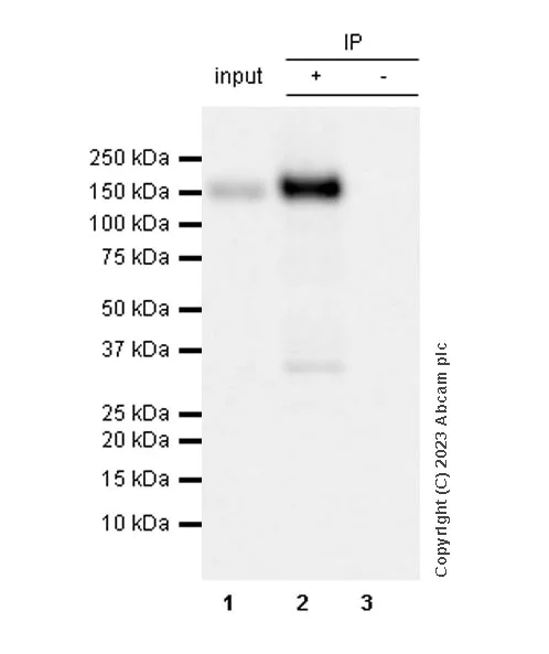Immunoprecipitation - Anti-Pan Trk antibody [RM1032] - BSA and Azide free (AB314907)
