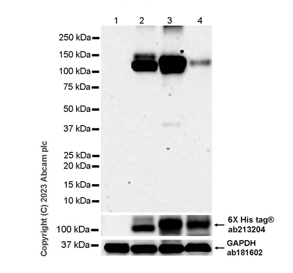 Western blot - Anti-Pan Trk antibody [RM1032] - BSA and Azide free (AB314907)