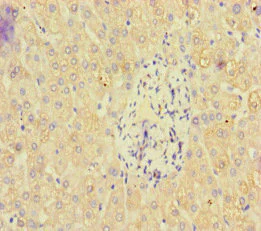 Immunohistochemistry (Formalin/PFA-fixed paraffin-embedded sections) - Anti-Pan2 antibody (AB222810)