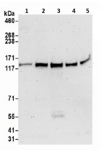 Western blot - Anti-Pan2 antibody (AB241505)