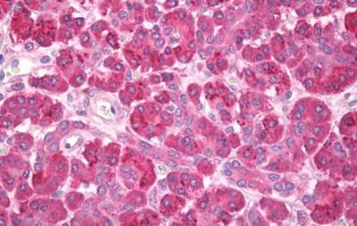 Immunohistochemistry (Formalin/PFA-fixed paraffin-embedded sections) - Anti-Pancreatic alpha amylase antibody (AB189341)