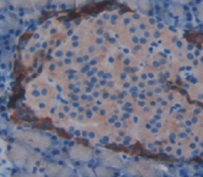 Immunohistochemistry (Formalin/PFA-fixed paraffin-embedded sections) - Anti-Pancreatic alpha amylase antibody (AB231119)