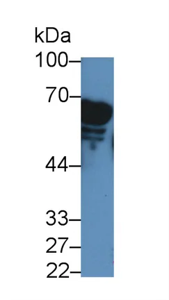 Western blot - Anti-Pancreatic alpha amylase antibody (AB231119)