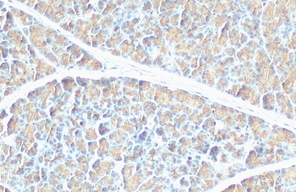 Immunohistochemistry paraffin embedded sections - Anti-Pancreatic Lipase antibody [HL1310] (AB308358)