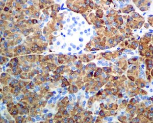 Immunohistochemistry (Formalin/PFA-fixed paraffin-embedded sections) - Anti-Pancreatic Lipase/PTL antibody [EPR6275] - BSA and Azide free (AB248552)