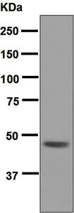 Western blot - Anti-Pancreatic Lipase/PTL antibody [EPR6275] - BSA and Azide free (AB248552)