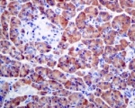Immunohistochemistry (Formalin/PFA-fixed paraffin-embedded sections) - Anti-Pancreatic Lipase/PTL antibody [EPR6276] (AB124915), expandable thumbnail