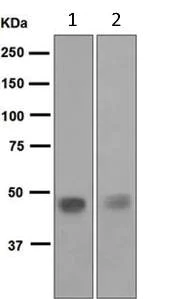 Western blot - Anti-Pancreatic Lipase/PTL antibody [EPR6276] - BSA and Azide free (AB248057)