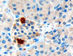 Immunohistochemistry (Formalin/PFA-fixed paraffin-embedded sections) - Anti-Pancreatic Polypeptide antibody (AB77192)