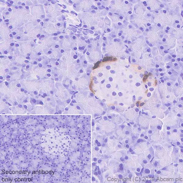 Immunohistochemistry (Formalin/PFA-fixed paraffin-embedded sections) - Anti-Pancreatic Polypeptide antibody [EPR22853-61] (AB255827)