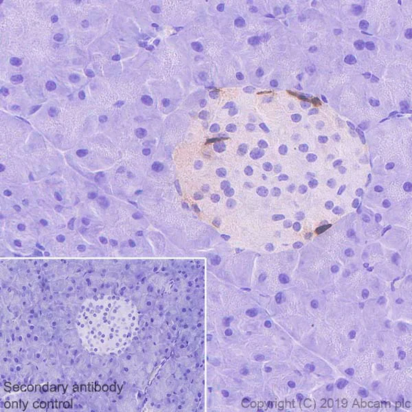 Immunohistochemistry (Formalin/PFA-fixed paraffin-embedded sections) - Anti-Pancreatic Polypeptide antibody [EPR22853-61] (AB255827)