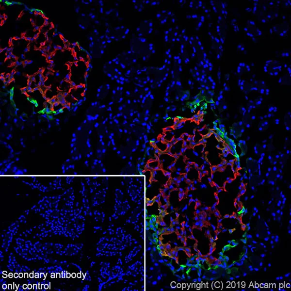 Immunohistochemistry (Frozen sections) - Anti-Pancreatic Polypeptide antibody [EPR22853-61] (AB255827)