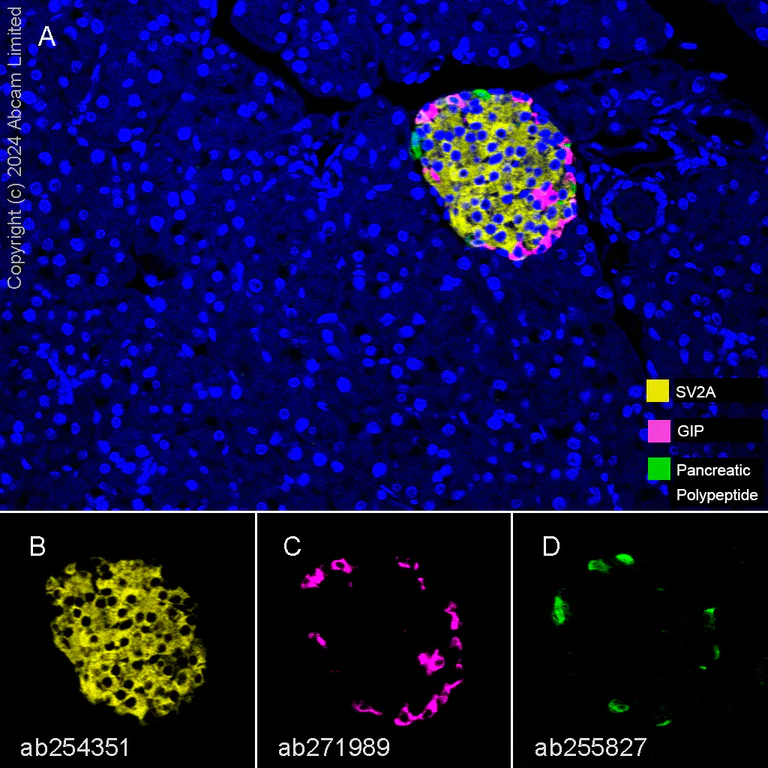Multiplex immunohistochemistry - Anti-Pancreatic Polypeptide antibody [EPR22853-61] (AB255827)