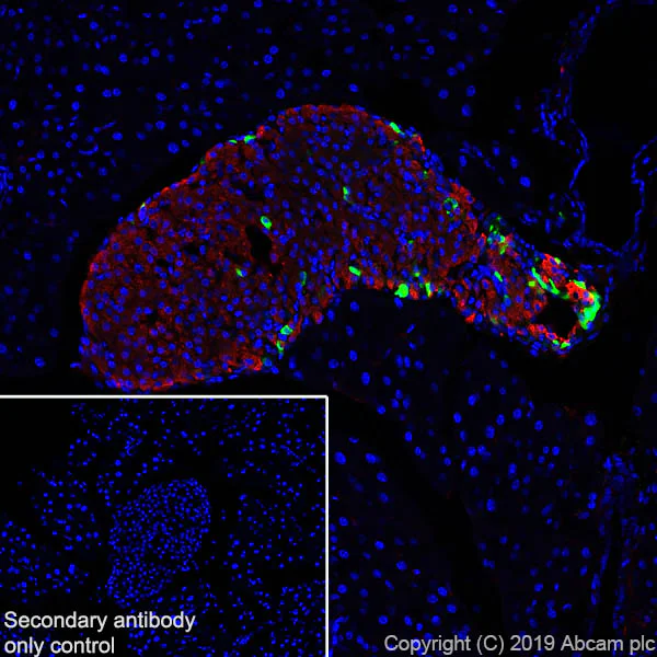Immunohistochemistry (Frozen sections) - Anti-Pancreatic Polypeptide antibody [EPR22853-61] - BSA and Azide free (AB256592)