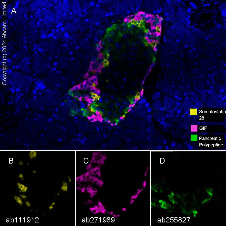 Multiplex immunohistochemistry - Anti-Pancreatic Polypeptide antibody [EPR22853-61] - BSA and Azide free (AB256592)