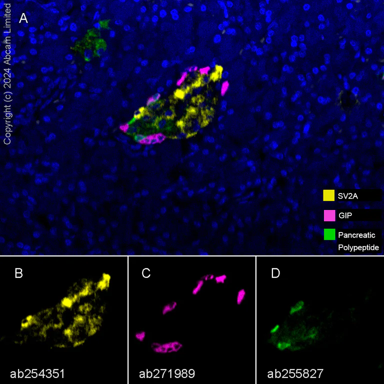 Multiplex immunohistochemistry - Anti-Pancreatic Polypeptide antibody [EPR22853-61] - BSA and Azide free (AB256592)
