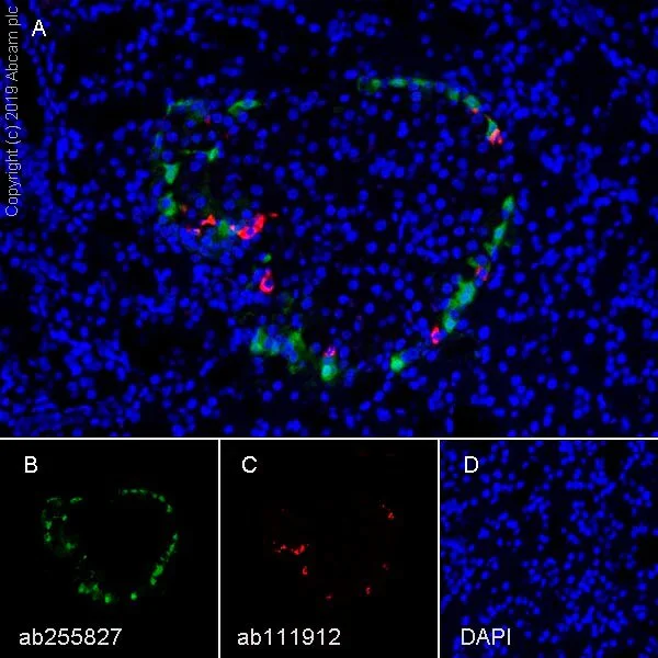 Multiplex immunohistochemistry - Anti-Pancreatic Polypeptide antibody [EPR22853-61] - BSA and Azide free (AB256592)