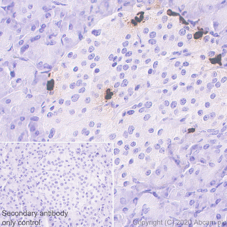 Immunohistochemistry (Formalin/PFA-fixed paraffin-embedded sections) - Anti-Pancreatic Polypeptide antibody [EPR23320-10] (AB272732), expandable thumbnail