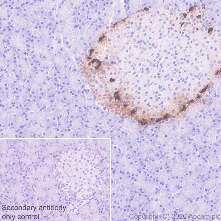 Immunohistochemistry (Formalin/PFA-fixed paraffin-embedded sections) - Anti-Pancreatic Polypeptide antibody [EPR23320-10] (AB272732)