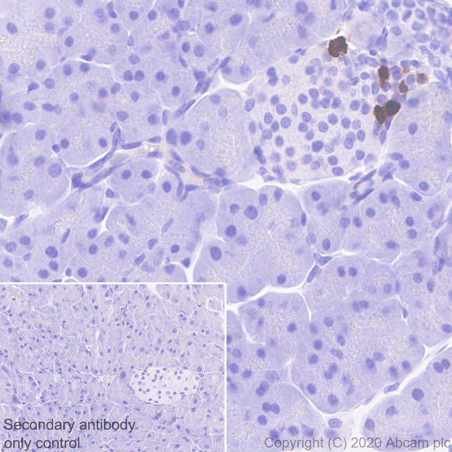 Immunohistochemistry (Formalin/PFA-fixed paraffin-embedded sections) - Anti-Pancreatic Polypeptide antibody [EPR23320-10] (AB272732), expandable thumbnail
