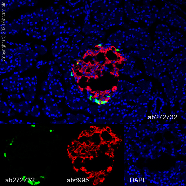 Immunohistochemistry (Frozen sections) - Anti-Pancreatic Polypeptide antibody [EPR23320-10] (AB272732), expandable thumbnail