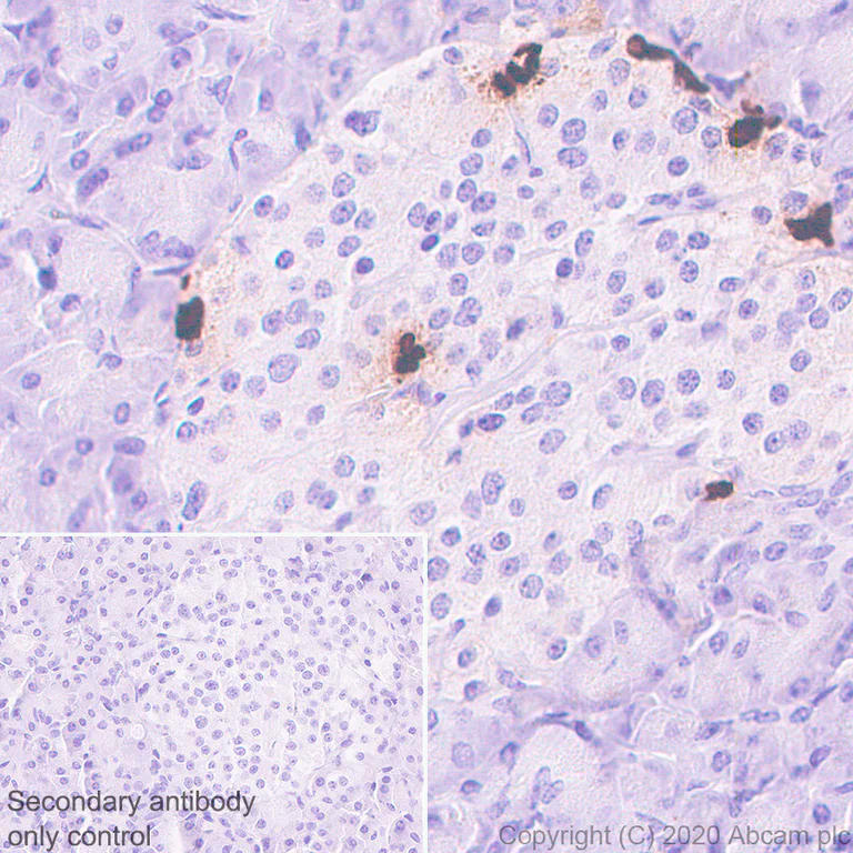 Immunohistochemistry (Formalin/PFA-fixed paraffin-embedded sections) - Anti-Pancreatic Polypeptide antibody [EPR23320-10] - BSA and Azide free (AB273055)