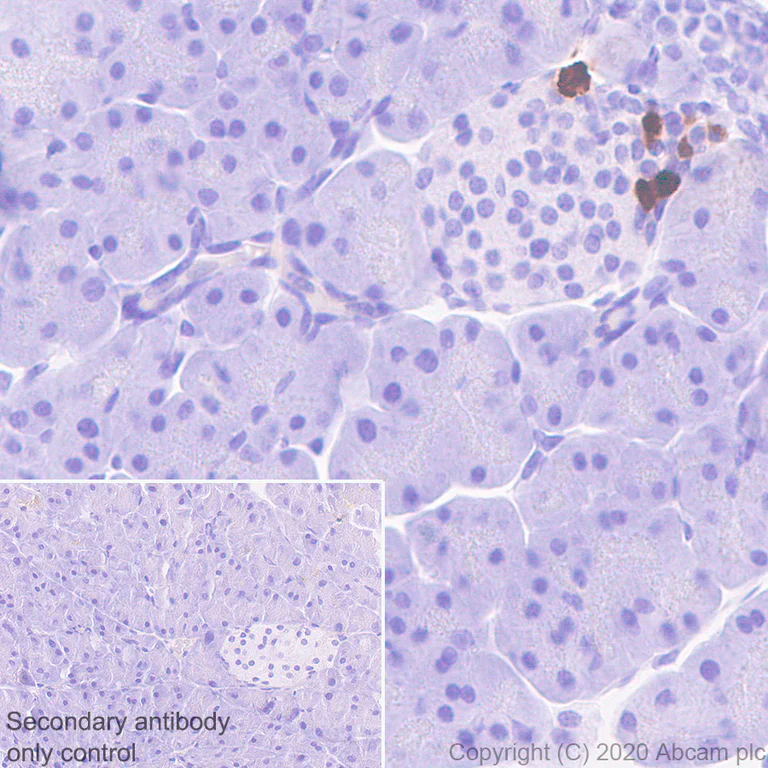 Immunohistochemistry (Formalin/PFA-fixed paraffin-embedded sections) - Anti-Pancreatic Polypeptide antibody [EPR23320-10] - BSA and Azide free (AB273055)