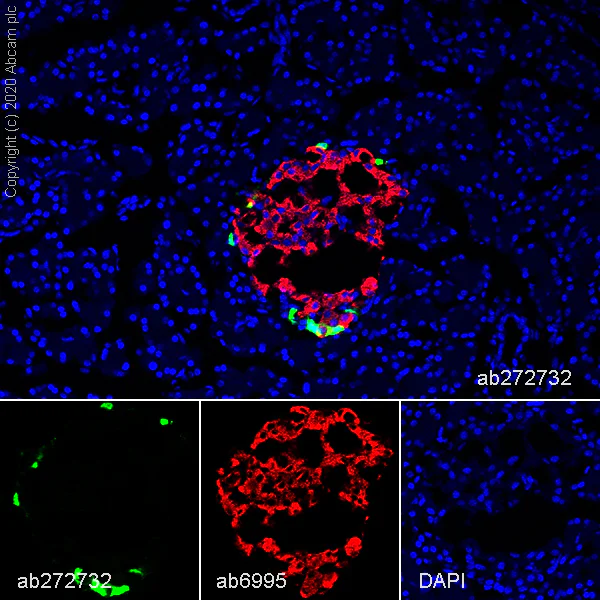 Immunohistochemistry (Frozen sections) - Anti-Pancreatic Polypeptide antibody [EPR23320-10] - BSA and Azide free (AB273055)