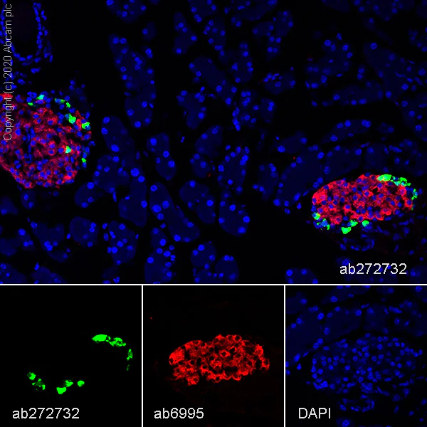 Immunohistochemistry (Frozen sections) - Anti-Pancreatic Polypeptide antibody [EPR23320-10] - BSA and Azide free (AB273055)