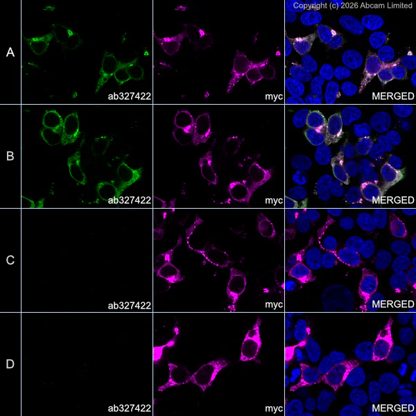 Immunocytochemistry/ Immunofluorescence - Anti-Pancreatic Polypeptide/PPY antibody [EPR31092-535R] (AB327422)