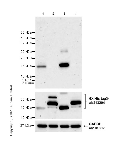 Western blot - Anti-Pancreatic Polypeptide/PPY antibody [EPR31092-535R] (AB327422)