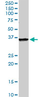 Western blot - Anti-PANDER antibody (AB103154)