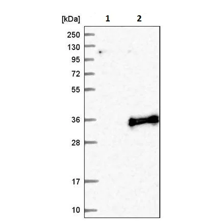 Western blot - Anti-PANDER antibody (AB224100)