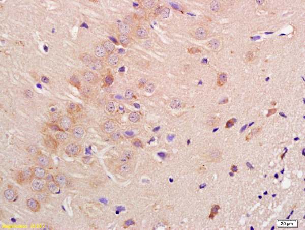 Immunohistochemistry (Formalin/PFA-fixed paraffin-embedded sections) - Anti-PANG antibody (AB203592)