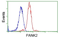 Flow Cytometry (Intracellular) - Anti-PANK2 antibody [OTI3H9] (AB119070), expandable thumbnail