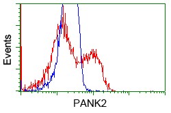 Flow Cytometry (Intracellular) - Anti-PANK2 antibody [OTI3H9] (ab119070), expandable thumbnail