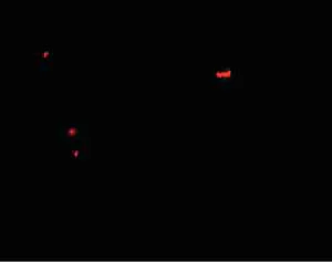 Immunocytochemistry/ Immunofluorescence - Anti-Pannexin 1 antibody (AB139715)